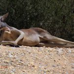 Dobra número de Australianos que holdam criptos