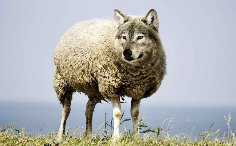 “Criptomoeda do Facebook é um lobo vestido de ovelha”, diz co-fundador da Ethereum