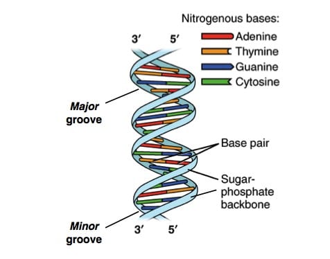Dupla-hélice: DNA