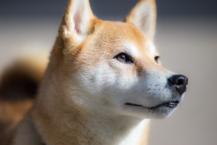 Dogecoin (DOGE) foi criada inspirada em raça de cachorro