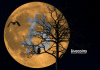 Bitcoin to the Moon (na lua). Imagem: Sabotag3x