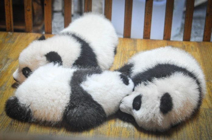 Urso panda dormindo