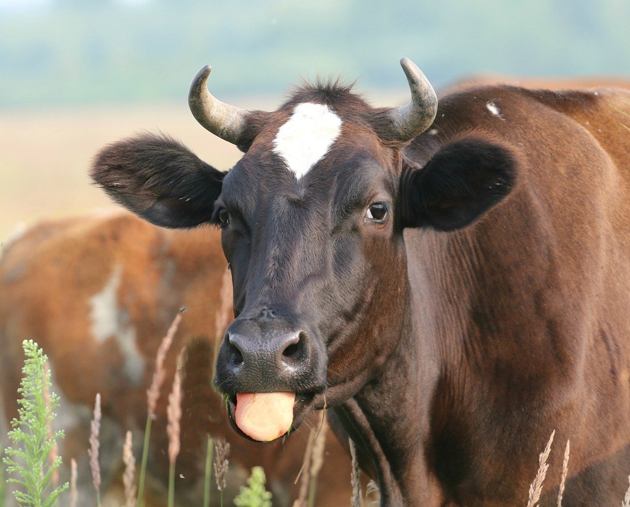 Golpes de Pirâmide na Europa têm usado vacas-leiteiras, 30% ao mês de leite?