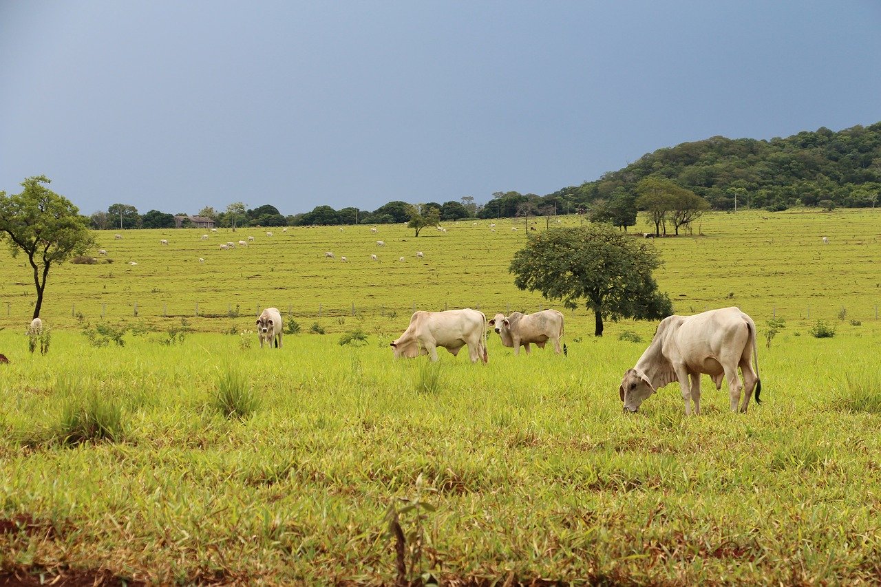 Campo é onde está uma das principais atividades que impulsionam o PIB no Brasil