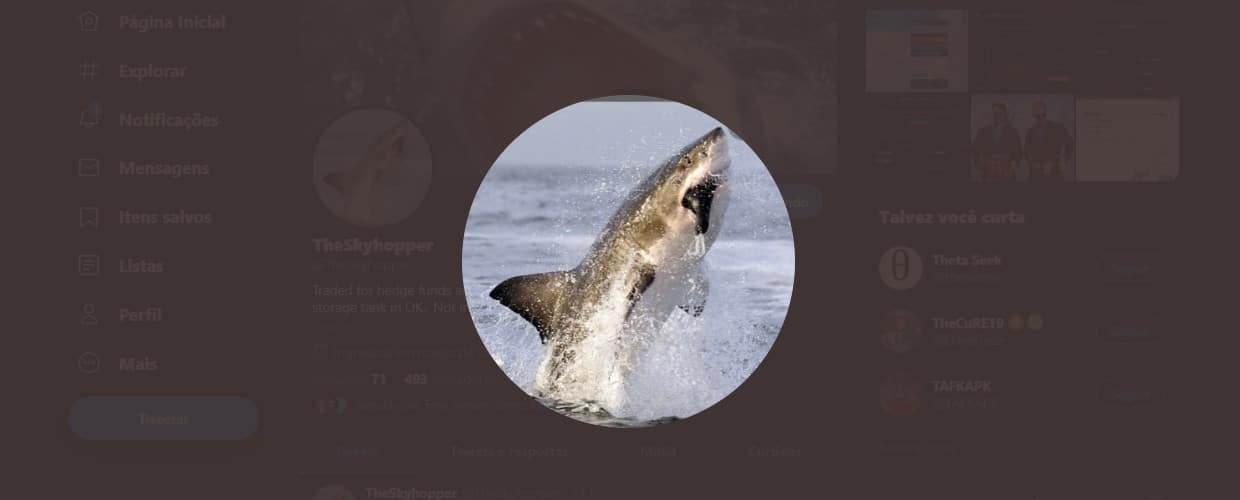 Foto do perfil do Tubarão do Bitcoin no Twitter