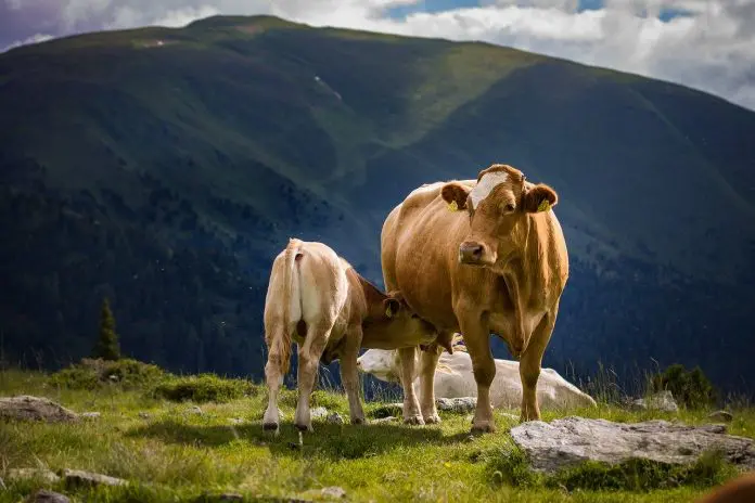 Vaca e Bezerro no pasto