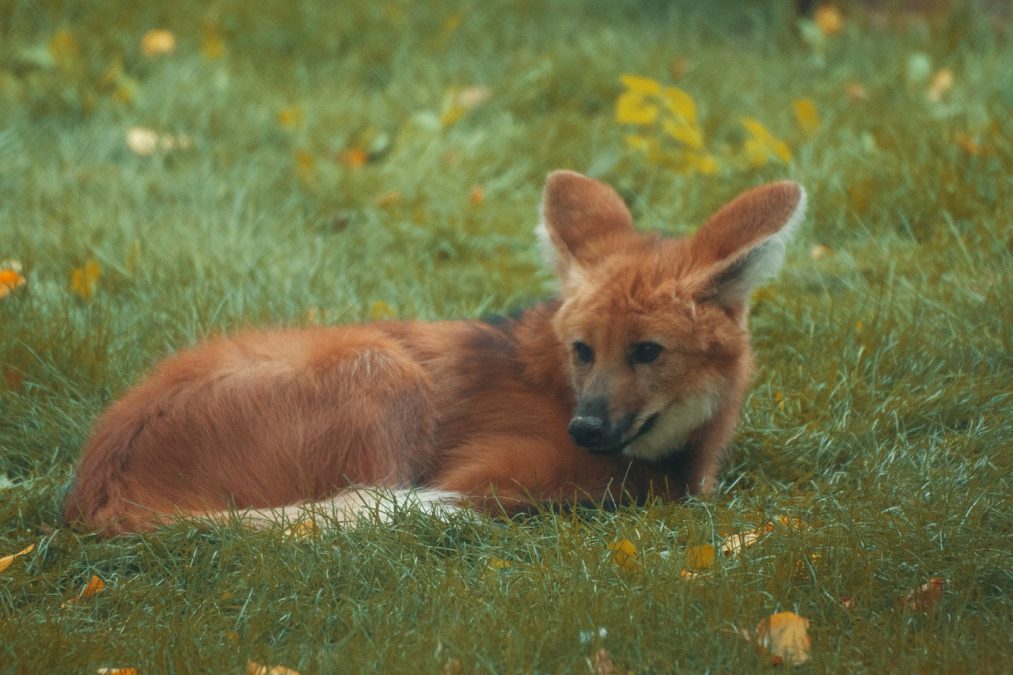 Lobo-Guará é o símbolo da nova nota de R$ 200 no Brasil