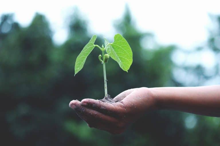 Empresa vai dar criptomoedas para quem plantar árvores