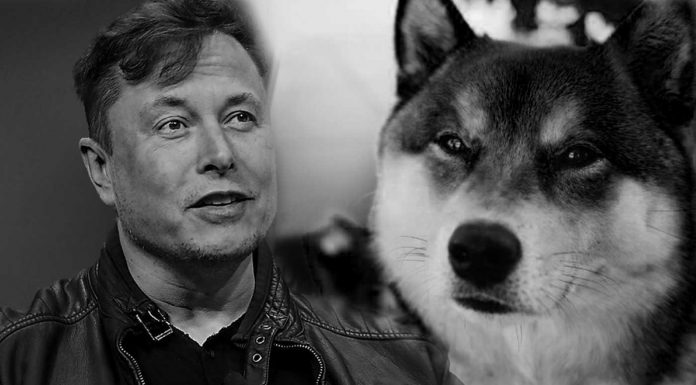 Elon Musk e Shiba Inu, cachorro símbolo da Dogecoin