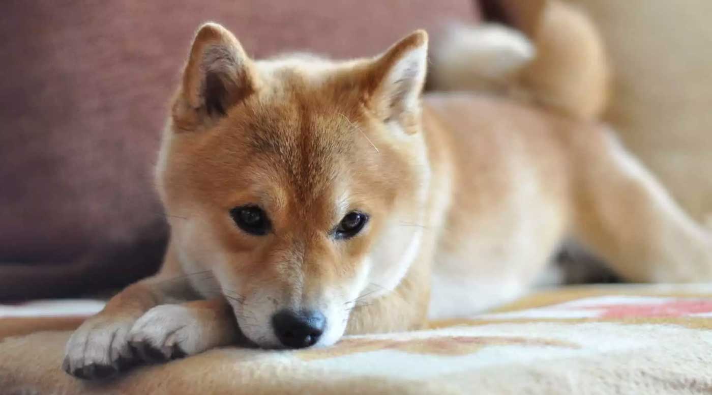 Elon Musk diz que vai comprar um cachorro Shiba Inu, moeda com mesmo nome sobe 150%