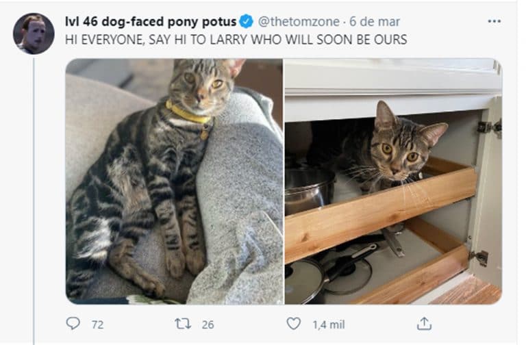 Vendi um tweet em NFT de um gatinho e ajudei destruir o planeta no processo