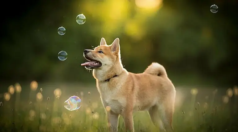 “Preço da Dogecoin não é sustentável, é bolha e vai colapsar”, diz fundador da Cardano