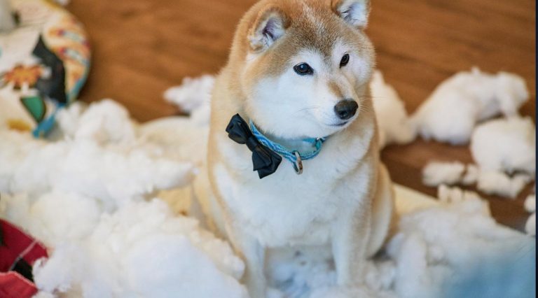 Shiba Inu destruiu travesseiro. Imagem: kuujinbo / Flickr