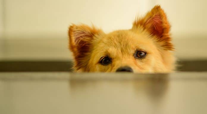 Cachorro Shiba Inu, símbolo da Dogecoin, prestando atenção criptomoeda