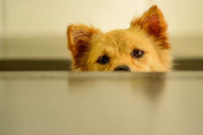 Cachorro Shiba Inu, símbolo da Dogecoin, prestando atenção criptomoeda