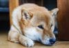 Cachorro da raça Shiba Inu triste, símbolo da Dogecoin