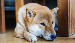 Cachorro da raça Shiba Inu triste, símbolo da Dogecoin