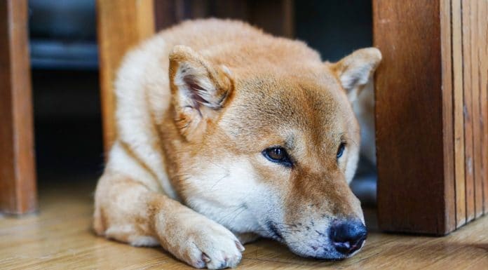 Cachorro da raça Shiba Inu triste, símbolo da Dogecoin