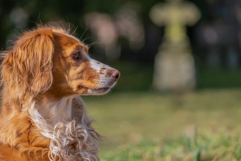 Golpistas ameaçam matar animais de estimação caso resgate em Bitcoin não seja pago