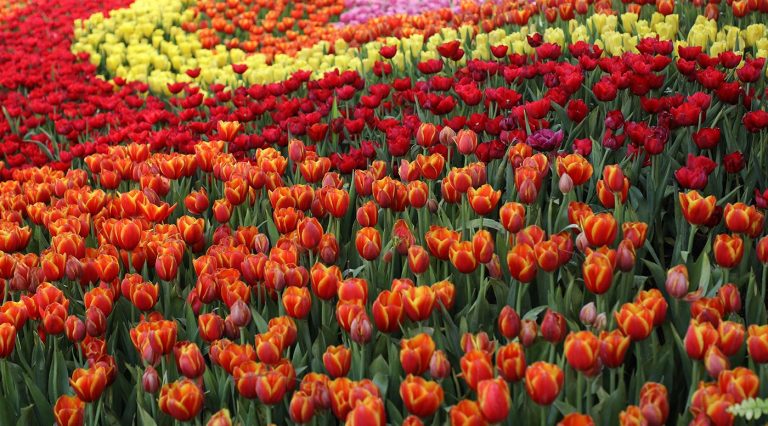 Tulipas. Imagem: Freepick