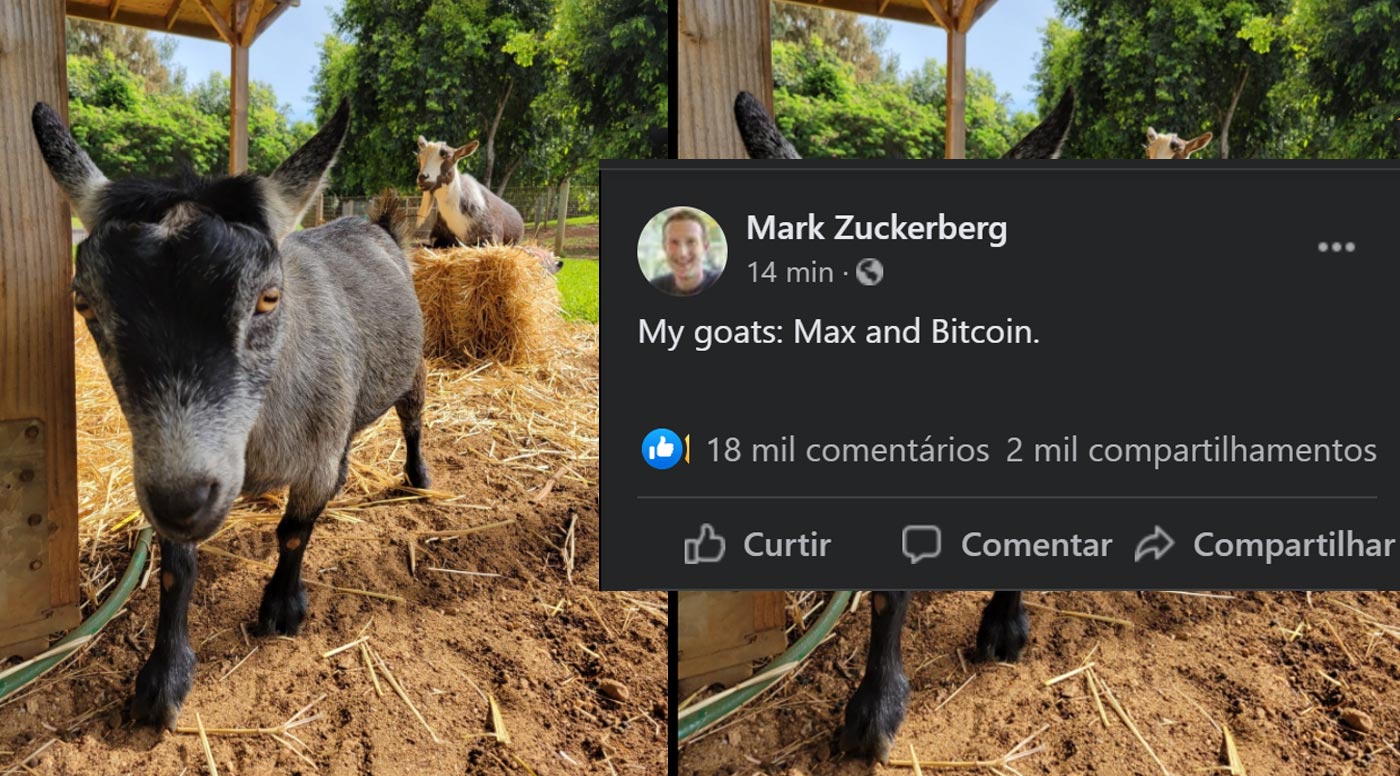 Conheça MAx e Bitcoin, os dois bodes de Mark Zuckeberg