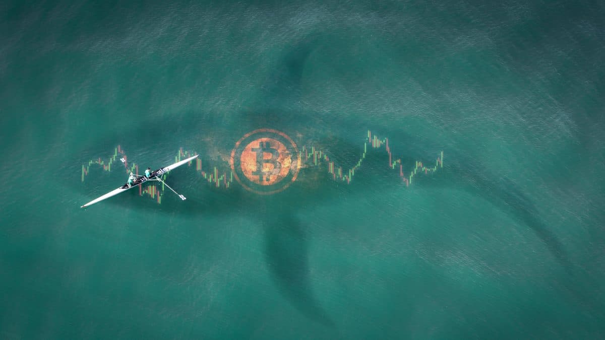 Baleia do Bitcoin preço e cotação queda e alta