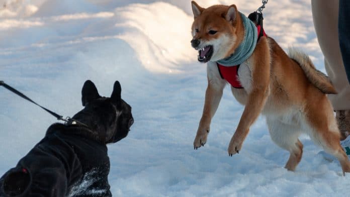 Shiba Inu nervoso e brigando