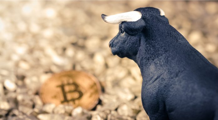 Touro observando o Bitcoin bull trap