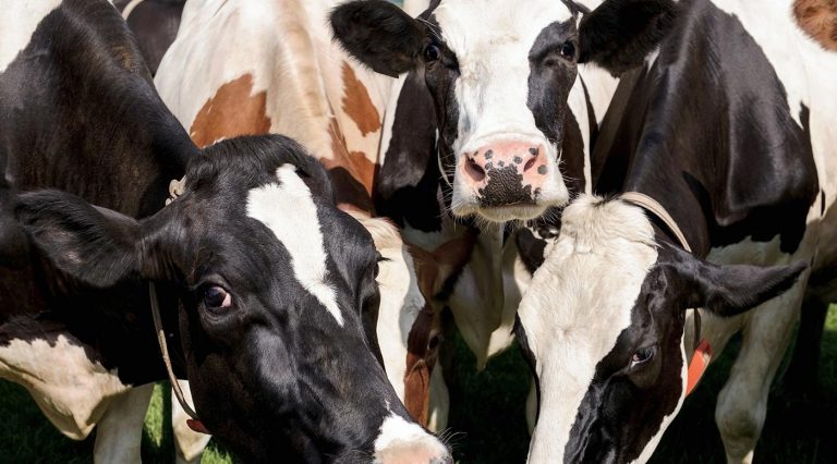 Vacas. Imagem: Shutter Stock