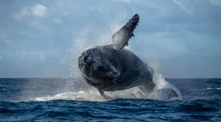 baleias do Bitcoin jubarte pulando