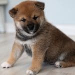 Baby Doge cão filhote da raça Shiba inu