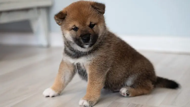 Baby Doge cão filhote da raça Shiba inu