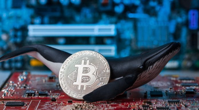 Baleia segurando Bitcoin