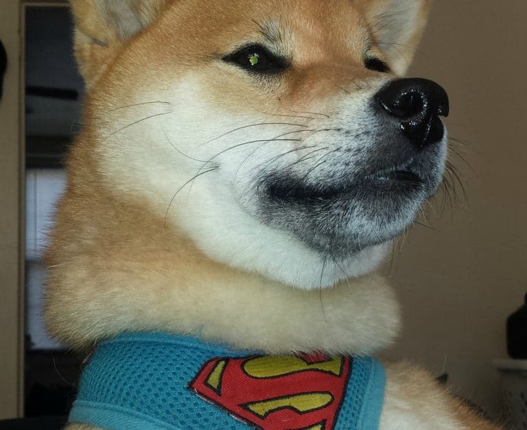Shiba Inu de Superman Dogecoin brasileiro
