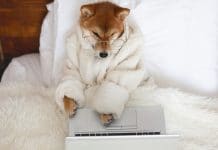 Cachorro Shiba inu com laptop deitado na cama, cão símbolo da moeda Dogecoin adorada por Elon Musk