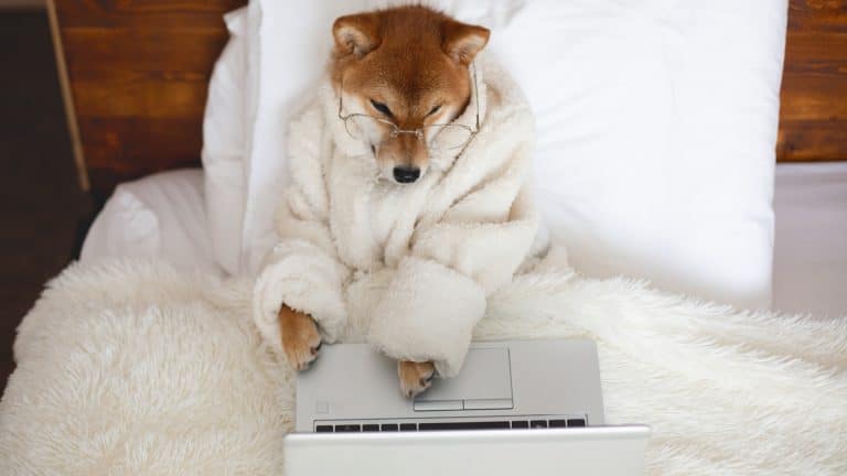Cachorro Shiba inu com laptop deitado na cama, cão símbolo da moeda Dogecoin adorada por Elon Musk