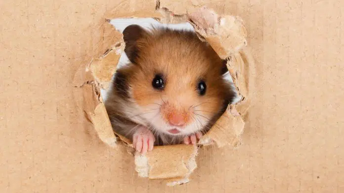Hamster com buraco em papelão Elon Musk