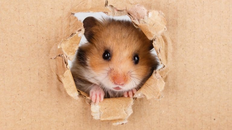 Hamster com buraco em papelão Elon Musk