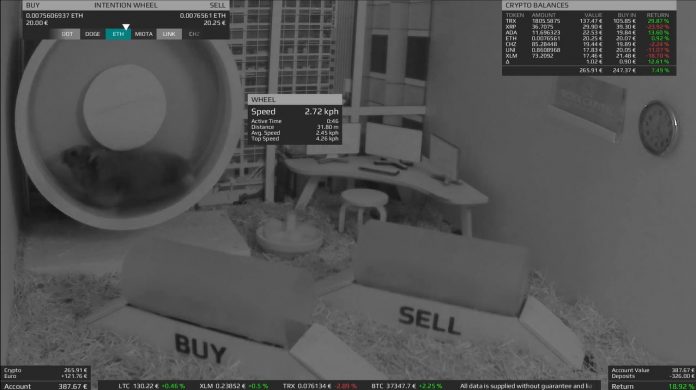 Hamster trader
