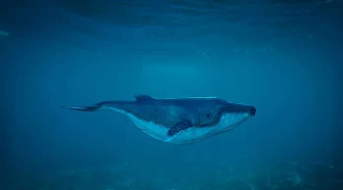 Baleia em mergulho pelo oceano