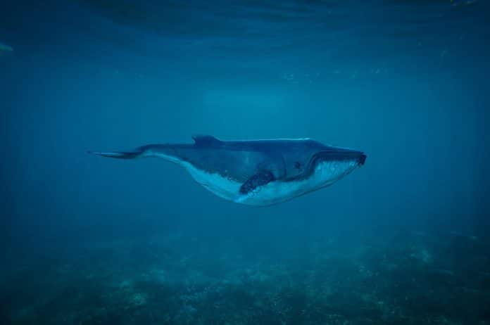 Baleia em mergulho pelo oceano