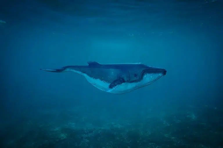 Baleia em mergulho pelo oceano
