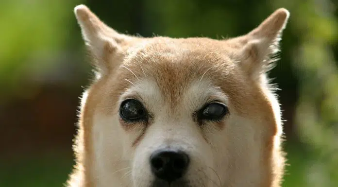 Cão da raça Shiba Inu com cara engraçada