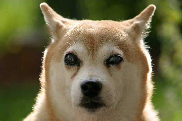 Cão da raça Shiba Inu com cara engraçada