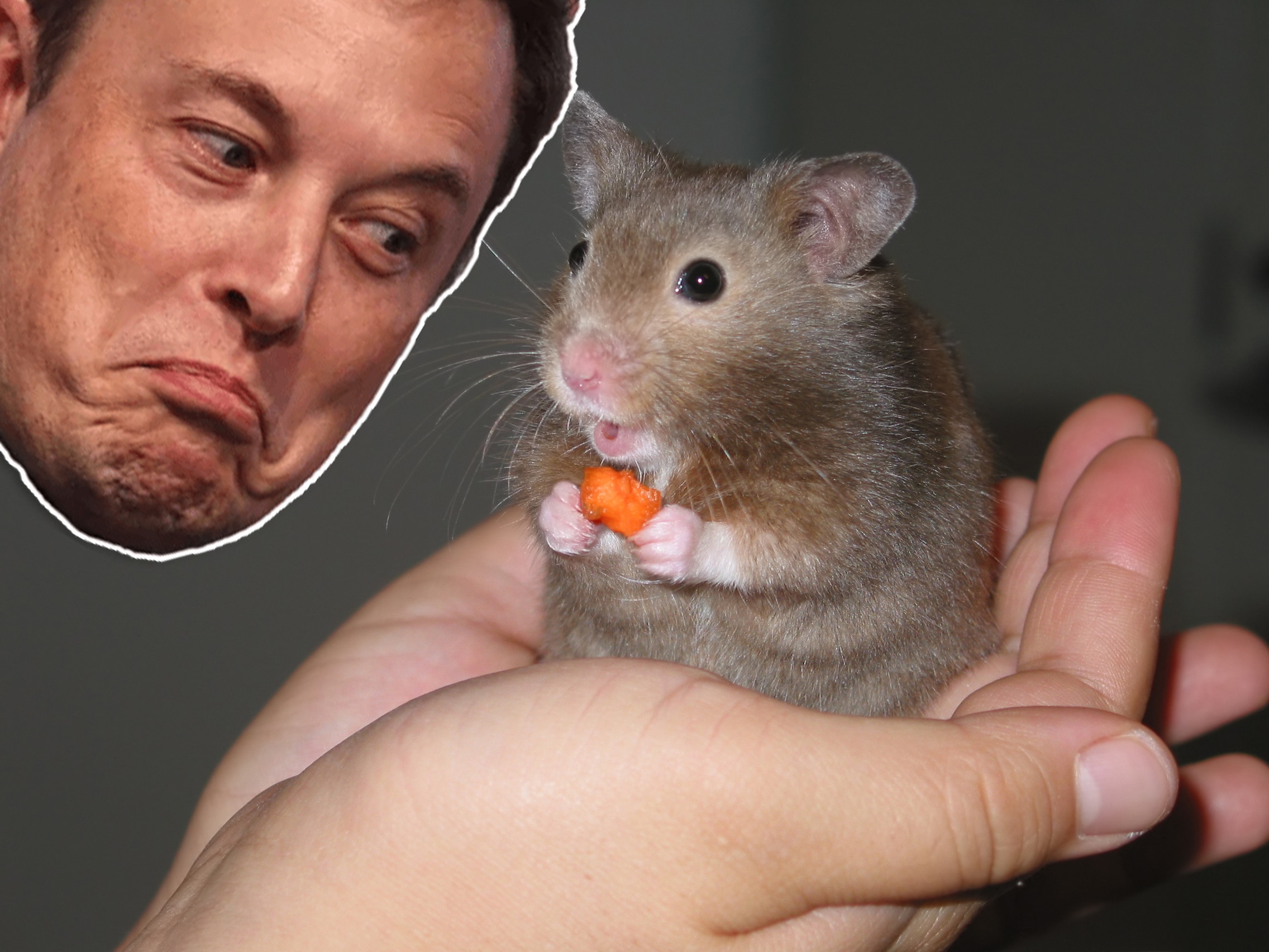 Novo “Pet” favorito? Elon Musk elogia Hamster que faz trading