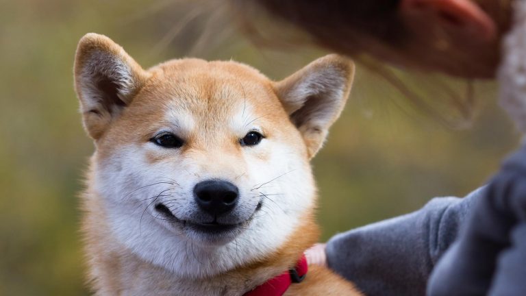 Shiba-Inu