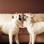 Shiba Inu