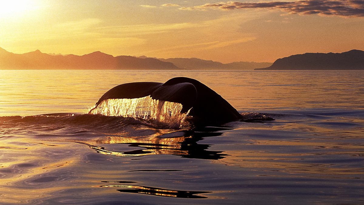 Baleia mergulhando em pôr do sol