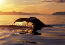 Baleia mergulhando em pôr do sol