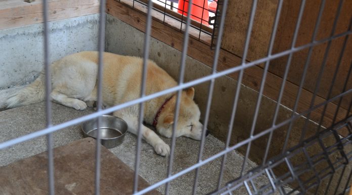 Cão da raça Shiba Inu preso em gaiola, símbolo da criptomoeda Dogecoin